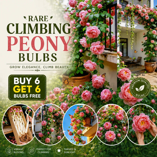 🌸 Rare Climbing Peony – Huge Blooms! 🔥 Buy 6, Get 6 FREE